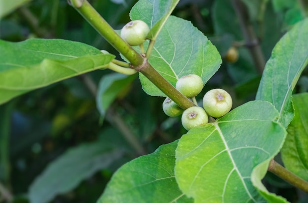 Rohe gemeinsame Feigenfrucht hautnah im Garten mit Blättern