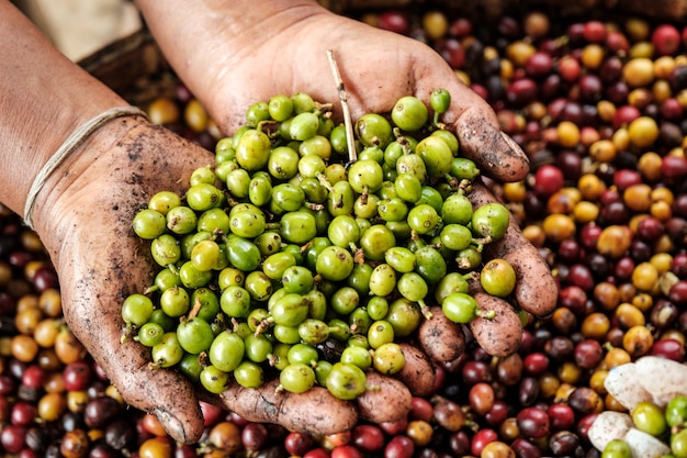 Rohe grüne Kaffeebohne in der Hand und roter Kaffee schließen selektiven Fokus