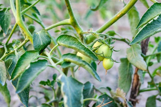 Rohe grüne Tomaten, die auf dem Baum innerhalb eines Gewächshausprojekts wachsen