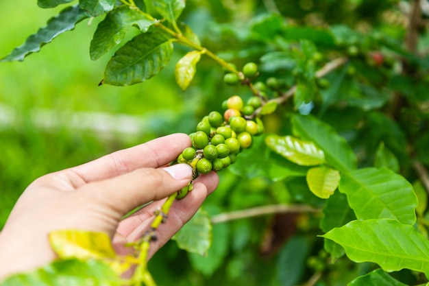 Rohe Kaffeebohnen aus frischen und rohen Kaffeepflanzen