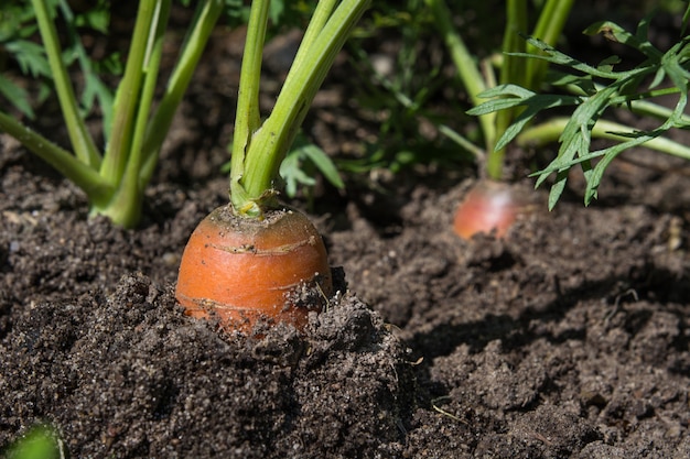 Rohe Karotte mit Spitzen wächst. Landwirtschaft. Nahaufnahme, Makro.