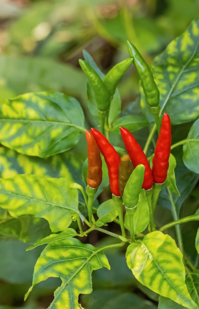 Rohe Paprikas im Garten