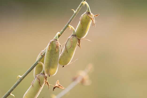 Rohe Samen der Nahaufnahme Sunhemp