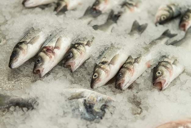 Roher Fisch nach dem Fischen auf Brucheis