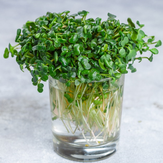 Roher grüner organischer Rettich oder Daikon Microgreens