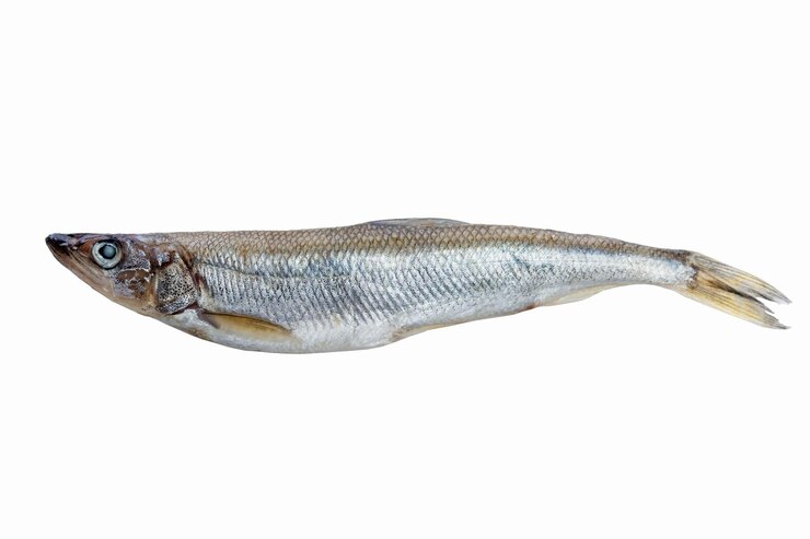 Foto roher kleiner fisch gesunde lebensmittel vitamine und mineralstoffe ansicht von oben isoliert auf weißem hintergrund nahaufnahme