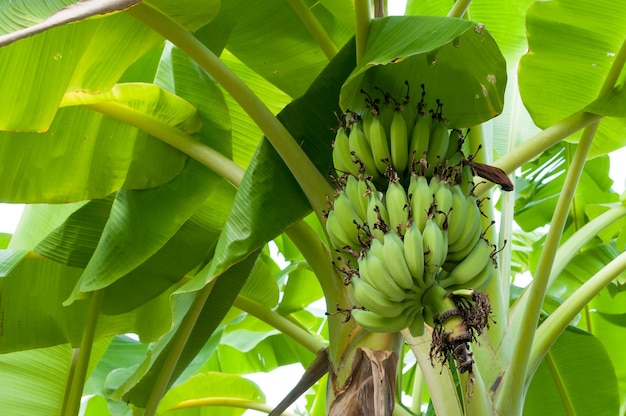 Rohes Bananenbündel, das am Baum im Garten in Thailand hängt