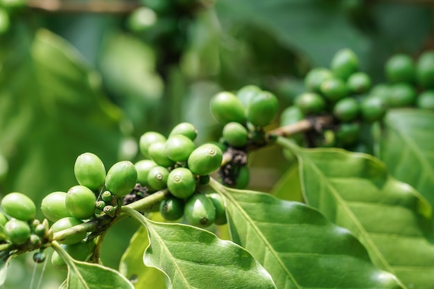 Rohkaffeebohnen auf Baum im Garten