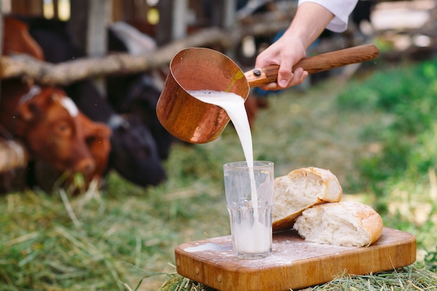 Rohmilch, gießt ein Mann Milch vor dem hintergrund der Kühe.