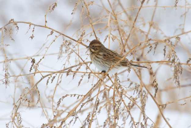 Rohrammer Emberiza schoeniclus Der Vogel frisst die Samen der Pflanze Bewölkter Wintermorgen schneit es