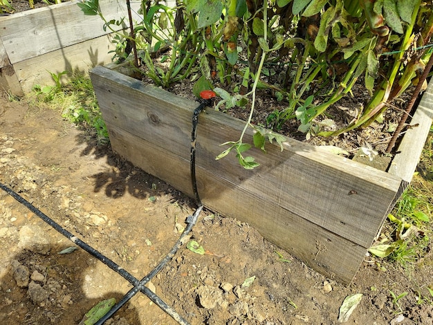 Foto rohrleitungssystem zur installation von tropfbewässerung im gemüsegarten mit automatischer bewässerung