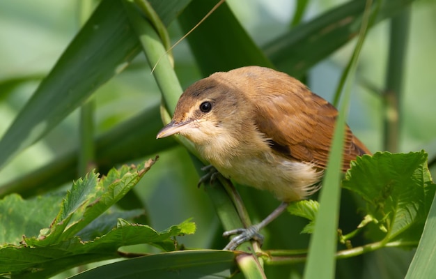 Rohrsänger Acrocephalus arundinaceus Ein Vogel lugt aus dem Schilf am Flussufer