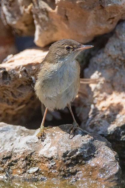 Rohrsänger Acrocephalus scirpaceus Cordoba Spanien