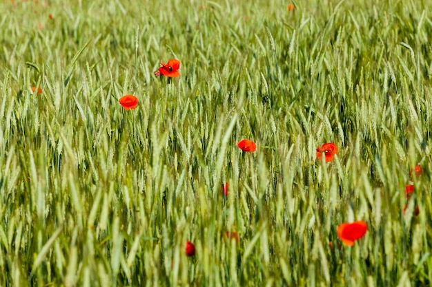 rojas flores de amapola