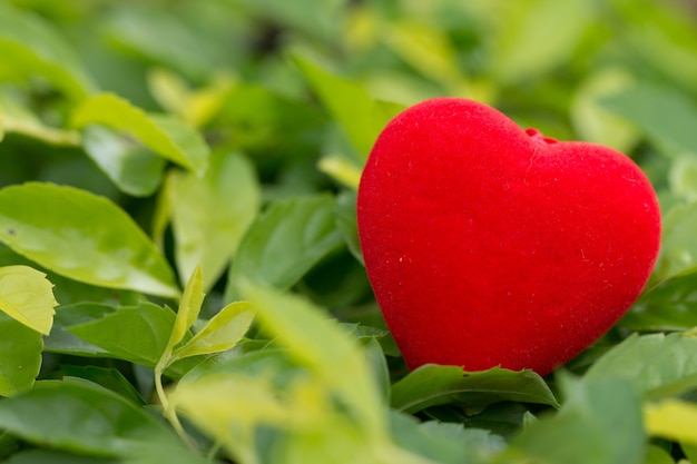 el rojo adorna el corazón en un fondo natural del verde de la vendimia.