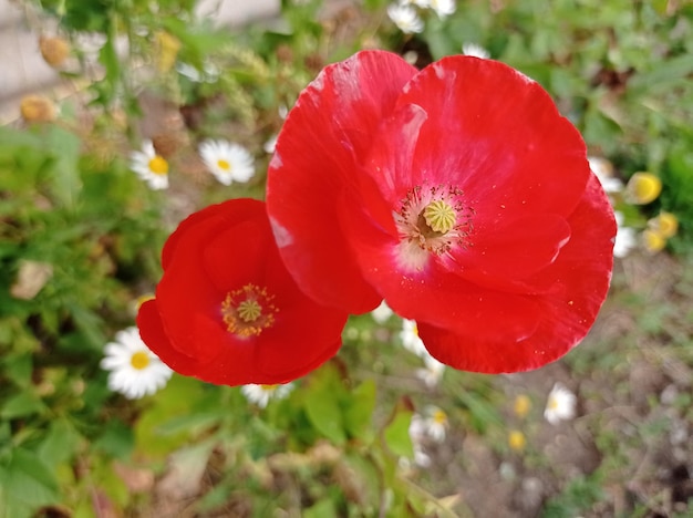 rojo, brillante, hermoso, flores, amapolas, en verano, jardín, soleado, durante el día, naturaleza