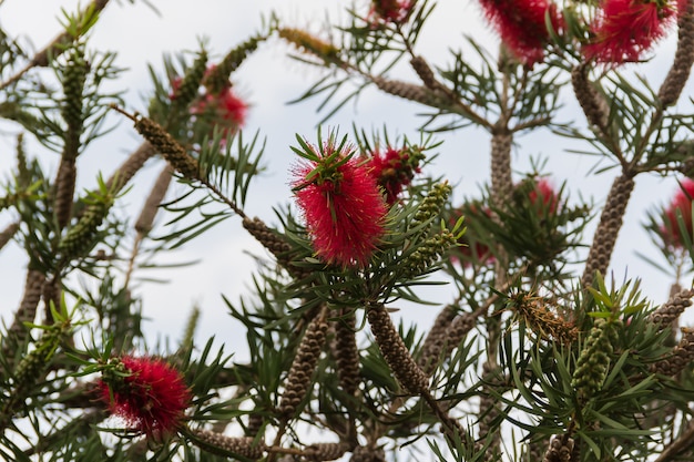 El rojo Callistemon floreció en primavera