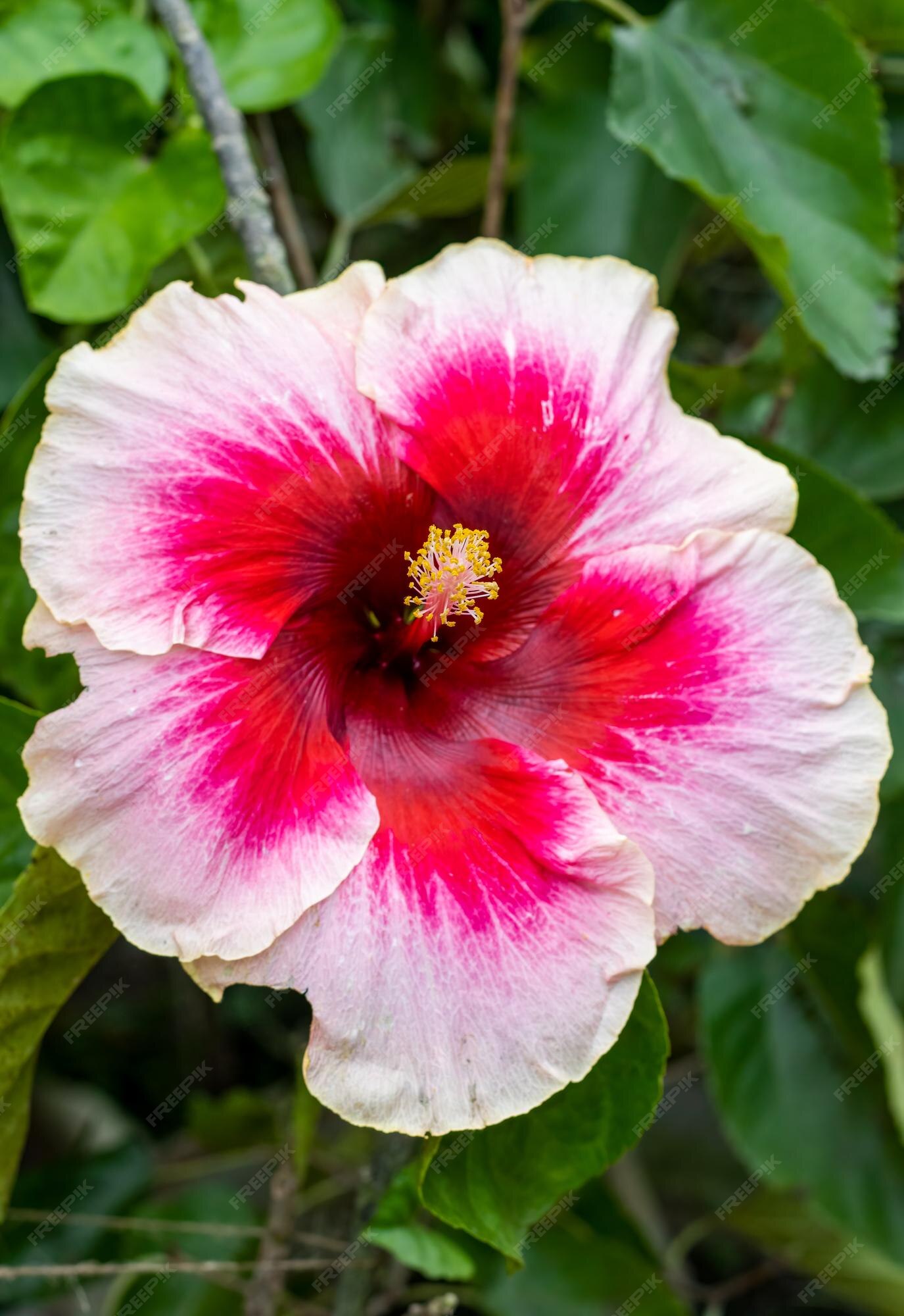 Rojo color blanco hibiscus rosa sinensis flor de rosa de cerca en el jardín | Foto Premium