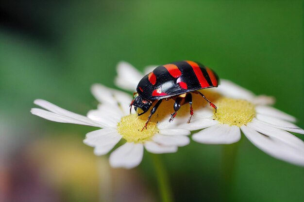 Rojo con escarabajo negro en manzanilla de flores en el jardín