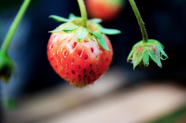 Foto rojo de fresa en granja