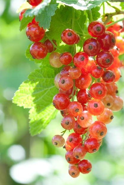 rojo grosella