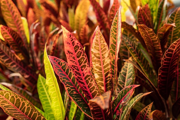 Rojo Iceton tipo de croton de fuego o codiaeum variegatum follaje Hojas estrechas de croton abigarrado que brillan bajo la cálida luz del sol Formas delgadas de color verde, rojo, naranja y amarillo