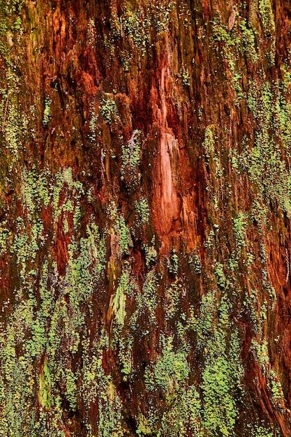 Foto rojo y musgo redwood árbol corteza textura activo vertical