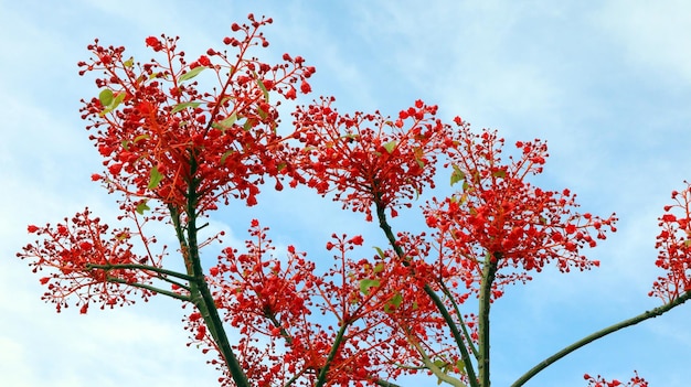 Rojo muy brillante, flores escarlatas Brachychiton Acerifolius de cerca, asombroso árbol floreciente, contra