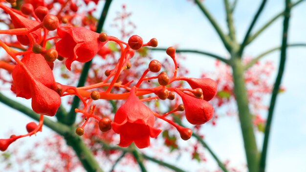 Rojo muy brillante, flores escarlatas Brachychiton Acerifolius de cerca, asombroso árbol floreciente