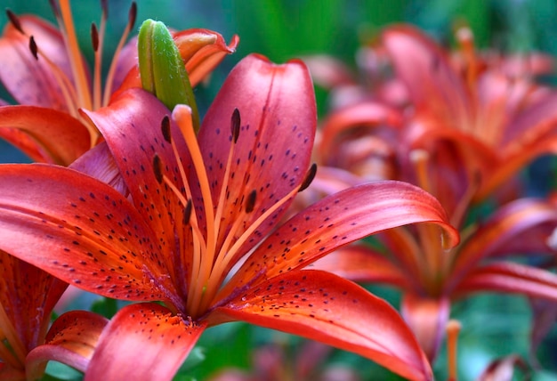 Rojo naranja Lilium Matrix o flores de lirio asiático en el jardín. Fondo de verano con espacio de copia.