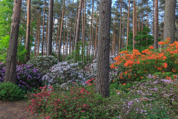 Rojo púrpura y naranja rododendro flor exuberante en el vivero de rododendros Letonia Europa