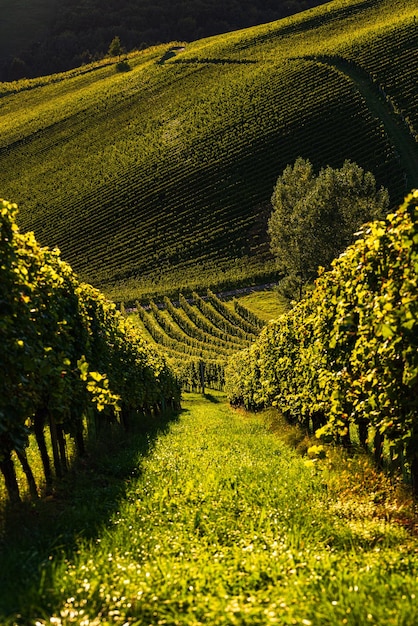 Roldas de viñedos Viñas de uva Paisaje de otoño Austria sur de Estiria