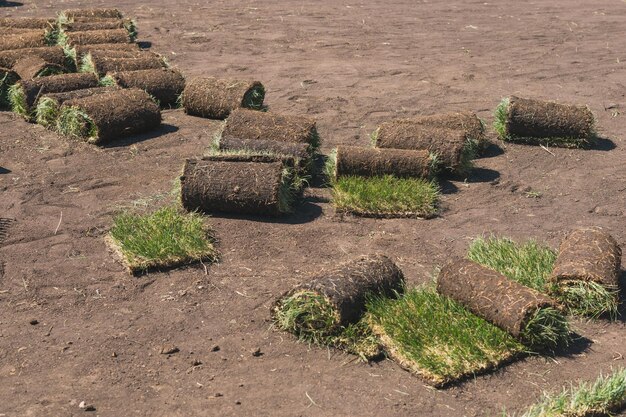 Rollen von Rasengras an sonnigen Tagen Landhaus- und Landschaftsgestaltung