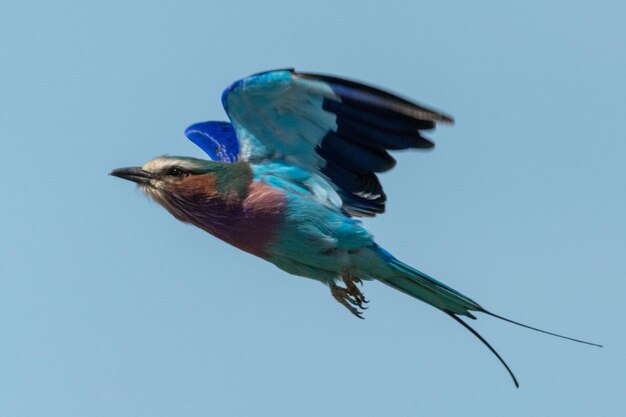 Foto roller de pecho lila volando en un cielo azul perfecto