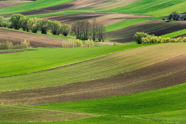 Rolling Green Hills hermosas tierras de cultivo y campo en primavera en Polonia