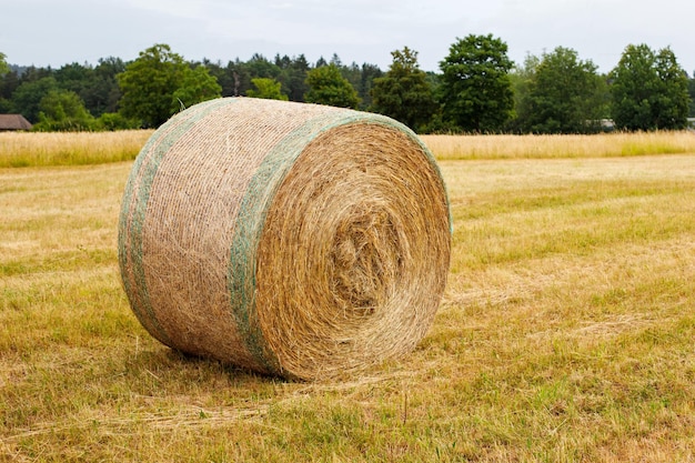 rollo de heno en un campo en la cosecha de otoño