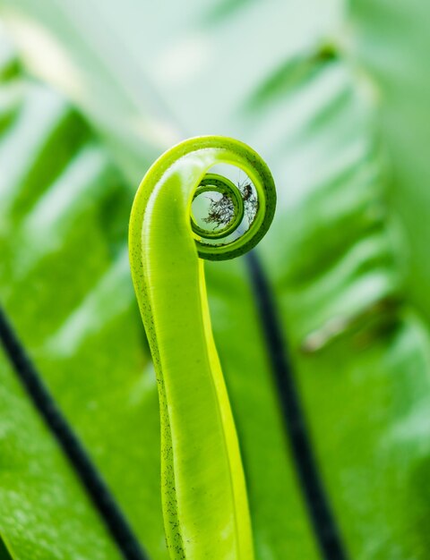 Rollo de hoja verde de helecho de nido de pájaro