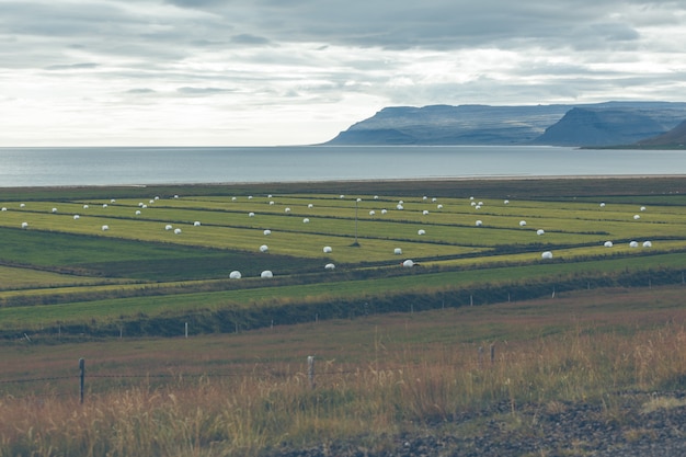 Rollos de heno blanco en un campo verde de Islandia.