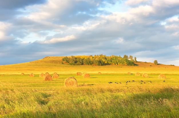 Rollos de heno en un campo rural una colina en el horizonte bajo un cielo nublado Siberia Rusia