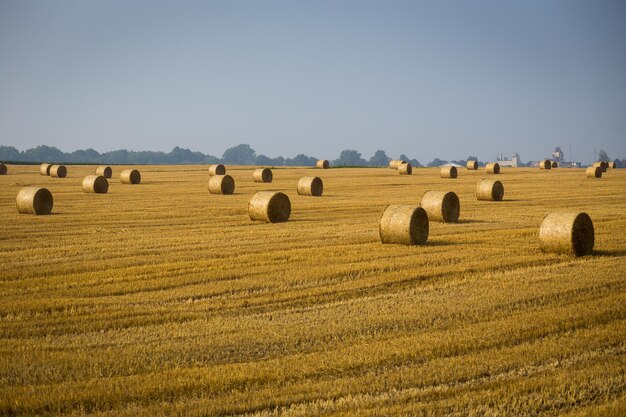 Rollos de montones de heno en el campo Paisaje de granja de verano con pajar en el fondo de la hermosa puesta de sol Concepto de agricultura Concepto de cosecha