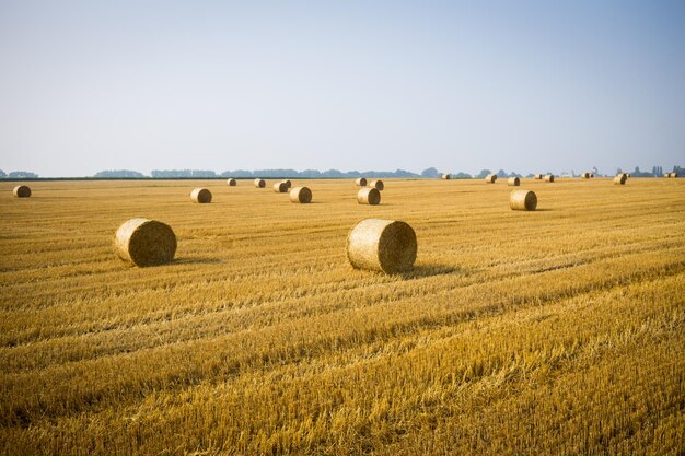 Rollos de montones de heno en el campo Paisaje de granja de verano con pajar en el fondo de la hermosa puesta de sol Concepto de agricultura Concepto de cosecha