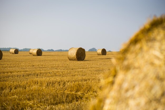 Rollos de montones de heno en el campo Paisaje de granja de verano con pajar en el fondo de la hermosa puesta de sol Concepto de agricultura Concepto de cosecha