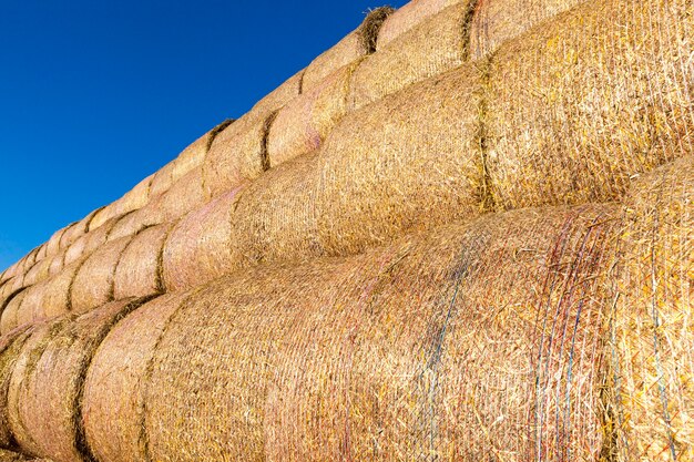 Rollos de paja de trigo cilíndricos apilados juntos para un almacenamiento conveniente