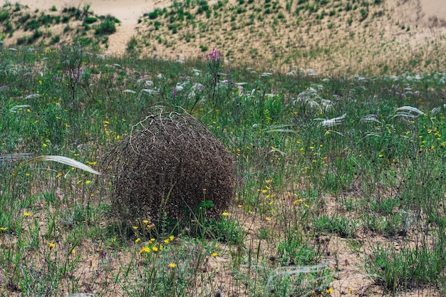 Rollos de Tumbleweed en estepa de hierba de pluma seca