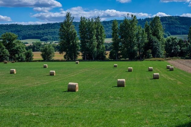 Rolls pajares paja en campo cosecha trigo Campo rural con pacas de heno Paisaje