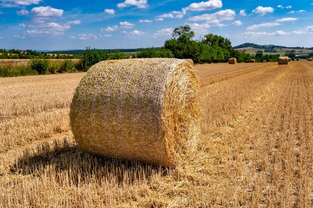 Rolls pajares paja en campo cosecha trigo Campo rural con pacas de heno Paisaje