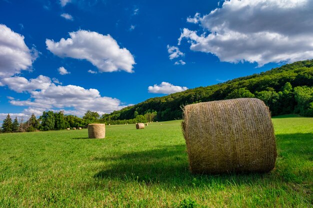 Rolls pajares paja en campo cosecha trigo Campo rural con pacas de heno Paisaje