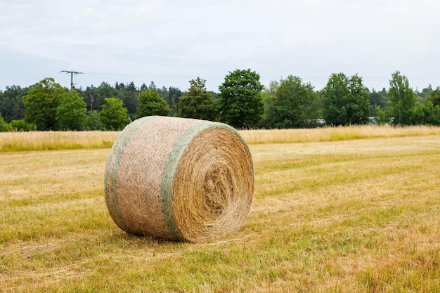 Foto rolo de feno seco no campo