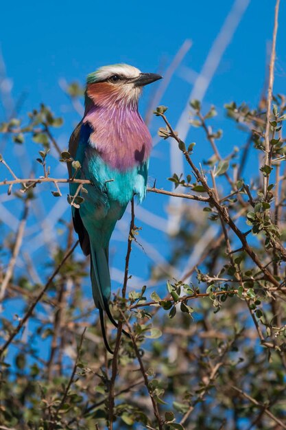 Rolo de peito lilás empoleirado Parque Nacional Kruger África do Sul