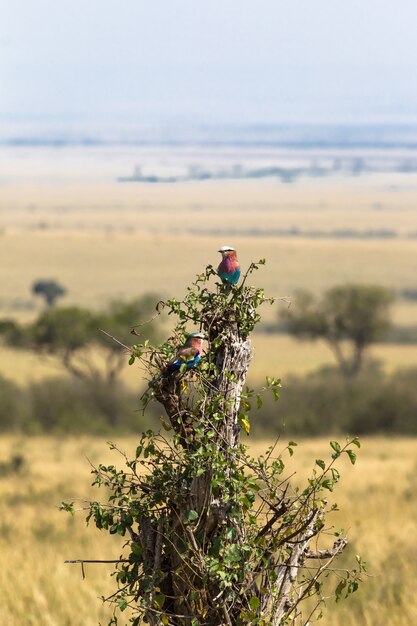 Rolo de peito lilás na árvore Maasai Mara, Quênia, África